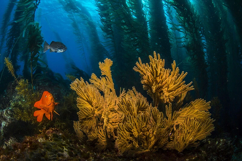 Channel Islands Kelp Forest