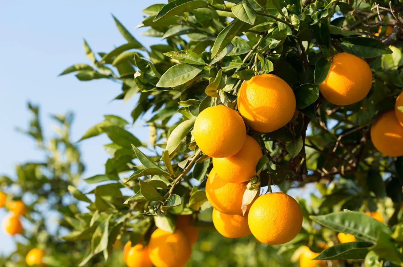 Tulare County Orange Orchard